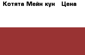 Котята Мейн кун › Цена ­ 18 000 - Московская обл., Люберецкий р-н, Люберцы г. Животные и растения » Кошки   
